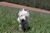 WESTIE 055